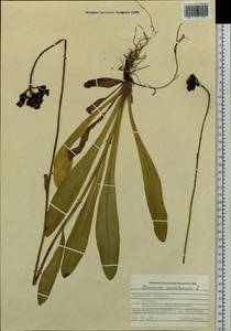 Pilosella aurantiaca subsp. aurantiaca, Сибирь, Дальний Восток (S6) (Россия)