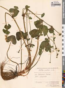 Калужница укореняющаяся (T.F.Forst.) Beck, Сибирь, Чукотка и Камчатка (S7) (Россия)