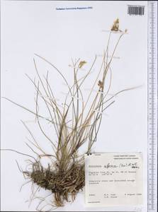 Anthoxanthum monticola (Bigelow) Veldkamp, Америка (AMER) (Канада)