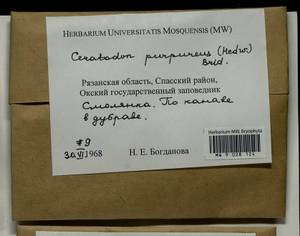 Ceratodon purpureus (Hedw.) Brid., Гербарий мохообразных, Мхи - Центральное Нечерноземье (B6) (Россия)