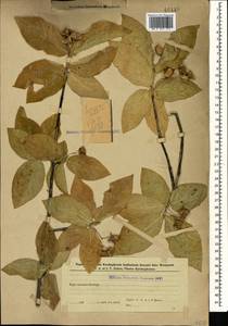 Бересклет широколистный (L.) Mill., Кавказ, Азербайджан (K6) (Азербайджан)