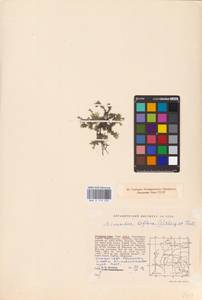 Шерлерия двухцветковая (L.) A. J. Moore & Dillenb., Сибирь, Западная Сибирь (S1) (Россия)