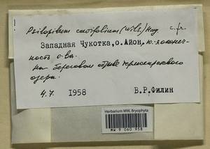 Psilopilum cavifolium (Wilson) I. Hagen, Гербарий мохообразных, Мхи - Чукотка и Камчатка (B21) (Россия)