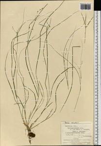 Осока расставленная, Осока раздвинутая L., Восточная Европа, Западно-Украинский район (E13) (Украина)