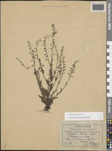 Незабудка полевая (L.) Hill, Восточная Европа, Центральный лесной район (E5) (Россия)