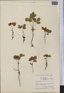Rubus arcticus subsp. acaulis (Michx.) Focke, Америка (AMER) (Канада)