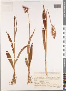 Пальчатокоренник Дюрвиля (Steud.) H.Baumann & Künkele, Кавказ, Грузия (K4) (Грузия)