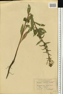 Oenothera × rubricaulis Kleb., Восточная Европа, Центральный район (E4) (Россия)