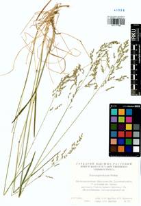 Poa pratensis subsp. pratensis, Сибирь, Прибайкалье и Забайкалье (S4) (Россия)
