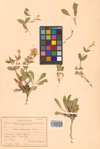 Silene sachalinensis F. Schmidt, Сибирь, Дальний Восток (S6) (Россия)