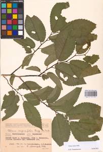 Вяз малый Mill., Восточная Европа, Нижневолжский район (E9) (Россия)