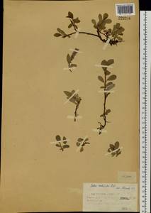 Ива прямосережчатая Ledeb. ex Trautv., Сибирь, Западный (Казахстанский) Алтай (S2a) (Казахстан)