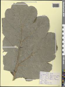 Борщевик Лескова Grossh., Кавказ, Черноморское побережье (от Новороссийска до Адлера) (K3) (Россия)