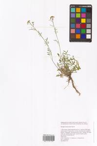 Жерушник короткоплодный (C.A.Mey.) Hayek, Восточная Европа, Нижневолжский район (E9) (Россия)