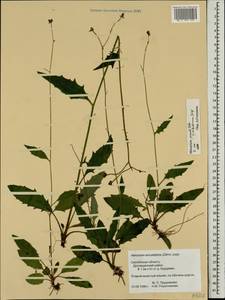 Hieracium lachenalii subsp. deductum (Sudre) Greuter, Восточная Европа, Западный район (E3) (Россия)