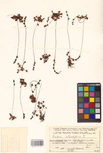 Росянка круглолистная L., Восточная Европа, Северный район (E1) (Россия)