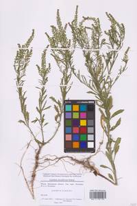 Клоповник густоцветковый Schrad., Восточная Европа, Московская область и Москва (E4a) (Россия)