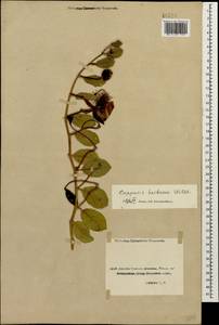 Каперсы травянистые (Willd.) Fici, Кавказ, Грузия (K4) (Грузия)