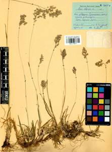 Мятлик альпийский L., Сибирь, Прибайкалье и Забайкалье (S4) (Россия)
