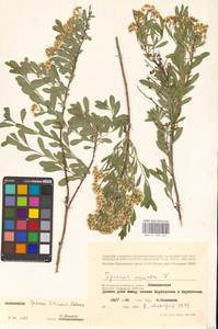 Spiraea crenata subsp. crenata, Восточная Европа, Нижневолжский район (E9) (Россия)