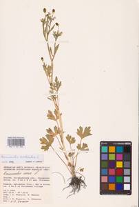 Лютик ядовитый L., Восточная Европа, Нижневолжский район (E9) (Россия)