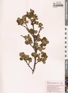 Береза кустарниковая Pall., Сибирь, Дальний Восток (S6) (Россия)