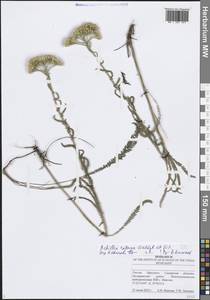 Тысячелистник щетинистый, Чихотник щетинистый Waldst. & Kit., Восточная Европа, Средневолжский район (E8) (Россия)