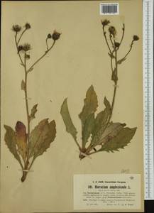 Hieracium amplexicaule subsp. pseudoligusticum (Gremli) Zahn, Западная Европа (EUR) (Франция)
