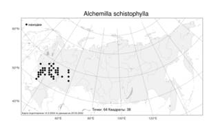 Alchemilla schistophylla, Манжетка расщепленнолистная Juz., Атлас флоры России (FLORUS) (Россия)