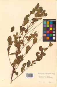 Флюгея полукустарниковая (Pall.) Baill., Сибирь, Дальний Восток (S6) (Россия)