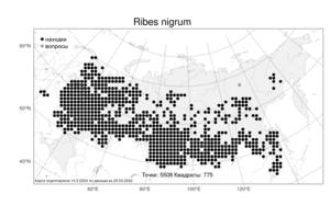 Ribes nigrum, Смородина черная L., Атлас флоры России (FLORUS) (Россия)