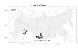 Linaria altaica, Льнянка алтайская Fisch., Атлас флоры России (FLORUS) (Россия)
