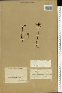 Тюльпан двуцветковый Pall., Средняя Азия и Казахстан, Прикаспийский Устюрт и Северное Приаралье (M8) (Казахстан)