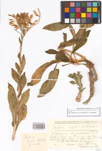 Вайда выемчатая Kar. & Kir., Кавказ, Грузия (K4) (Грузия)