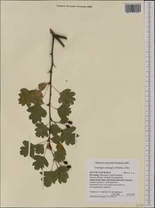 Боярышник пятипестичный Waldst. & Kit. ex Willd., Западная Европа (EUR) (Болгария)