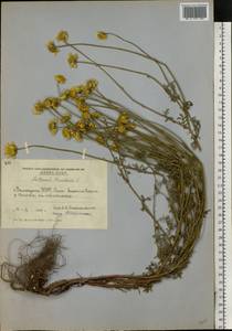 Cota tinctoria subsp. tinctoria, Восточная Европа, Южно-Украинский район (E12) (Украина)