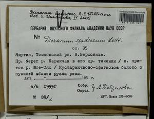 Dicranum laevidens R.S. Williams, Гербарий мохообразных, Мхи - Якутия (B19) (Россия)