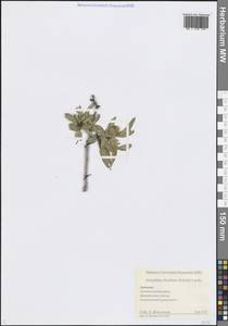 Prunus fenzliana Fritsch, Кавказ, Армения (K5) (Армения)