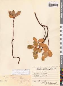 Ива Алексея Скворцова A.P.Khokhr., Сибирь, Чукотка и Камчатка (S7) (Россия)