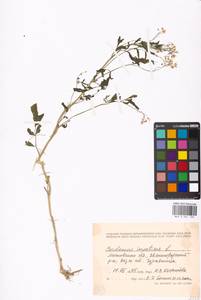 Сердечник недотрога L., Восточная Европа, Московская область и Москва (E4a) (Россия)