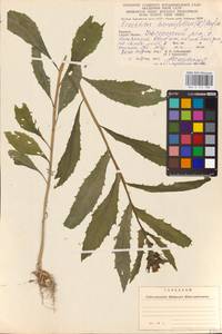 Erechtites hieraciifolia (L.) Raf. ex DC., Восточная Европа, Западно-Украинский район (E13) (Украина)