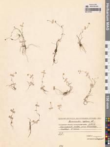 Лютик распростертый, Лютик стелющийся L., Сибирь, Якутия (S5) (Россия)