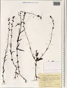 Striga aspera (Willd.) Benth., Африка (AFR) (Эфиопия)