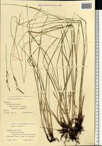 Осока дернистая L., Восточная Европа, Восточный район (E10) (Россия)