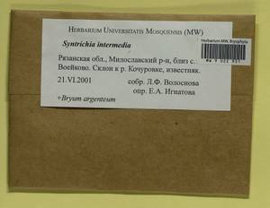 Bryum argenteum Hedw., Гербарий мохообразных, Мхи - Центральное Нечерноземье (B6) (Россия)