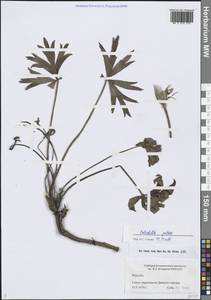 Прострел раскрытый, Сон-трава (L.) Mill., Сибирь, Западная Сибирь (S1) (Россия)