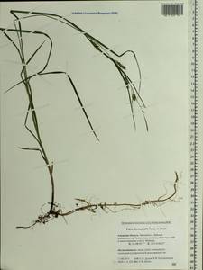 Осока лесолюбивая Turcz., Сибирь, Дальний Восток (S6) (Россия)
