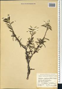Prunus incana (Pall.) Steven, Кавказ, Армения (K5) (Армения)