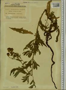 Cirsium arvense var. integrifolium Wimm. & Grab., Сибирь, Западная Сибирь (S1) (Россия)