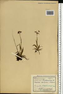 Ожика Валенберга Rupr., Восточная Европа, Северный район (E1) (Россия)